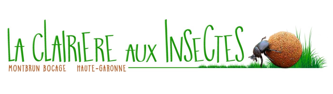 La clairière aux Insectes