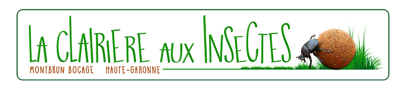La clairière aux Insectes